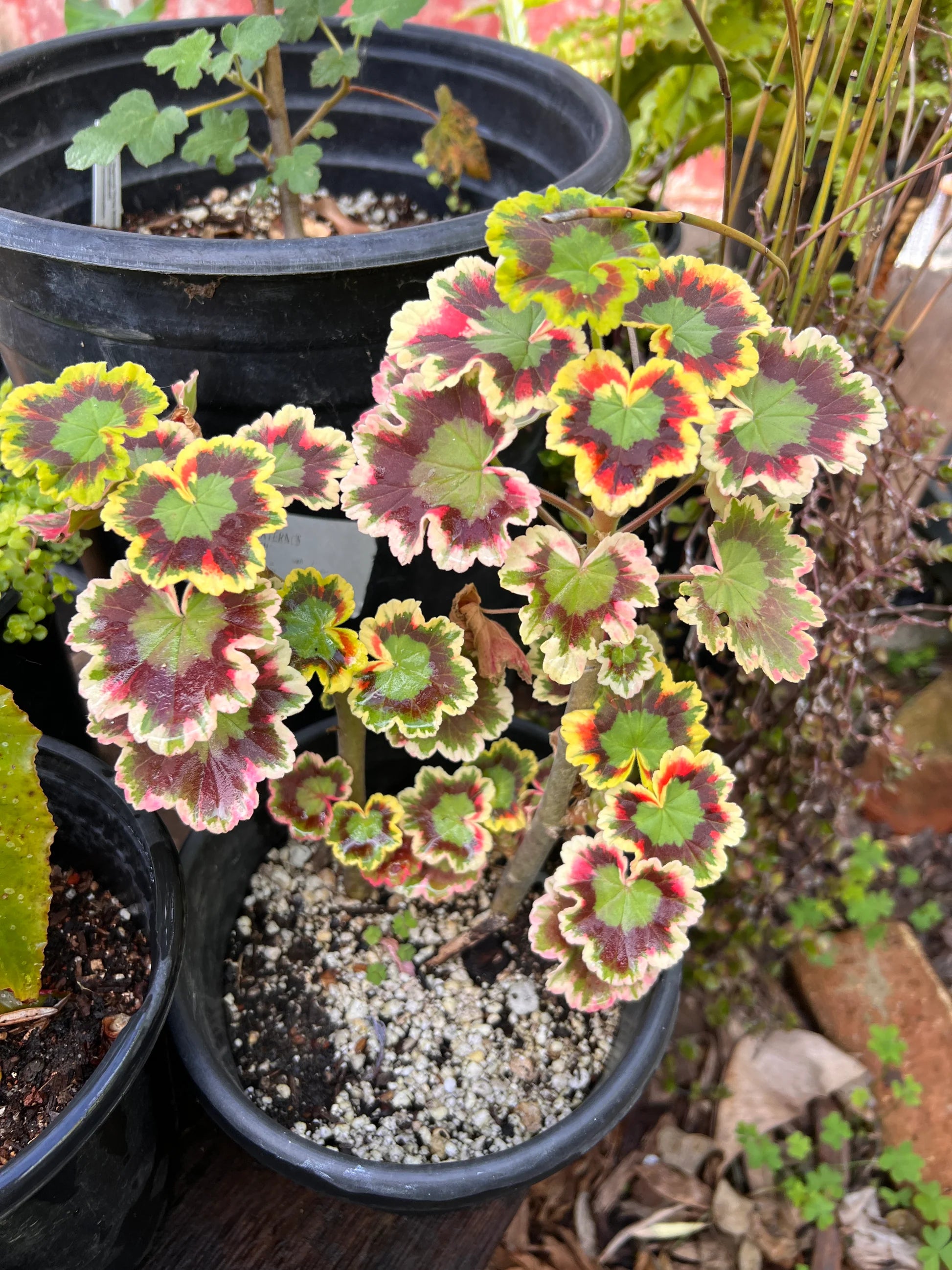 Gemischt Variegated Geranie Blumensamen zur Aussaat robust Sorte Traditionssorte & ohne Gentechnik Samen Hausgarten