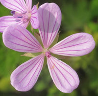 Geranie Asphodeloides Blumensamen zur Aussaat leuchtend Blüten Traditionssorte & ohne Gentechnik Samen Hausgarten