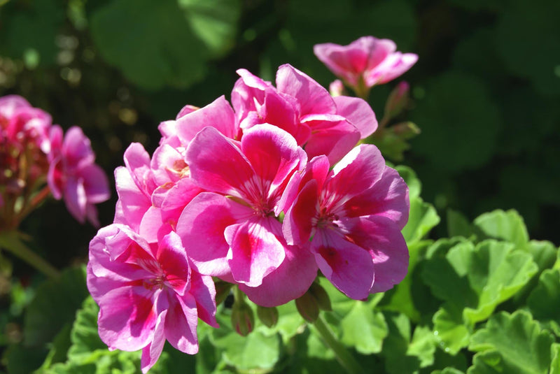 Geranie Pelargonium Blumensamen zur Aussaat Garten beliebt Traditionssorte & ohne Gentechnik Samen Hausgarten