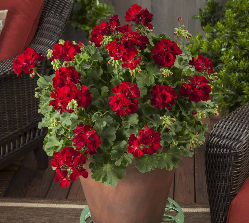 dunkel Rosa Schwarz Geranie Blumensamen zur Aussaat – leuchtend und elegant