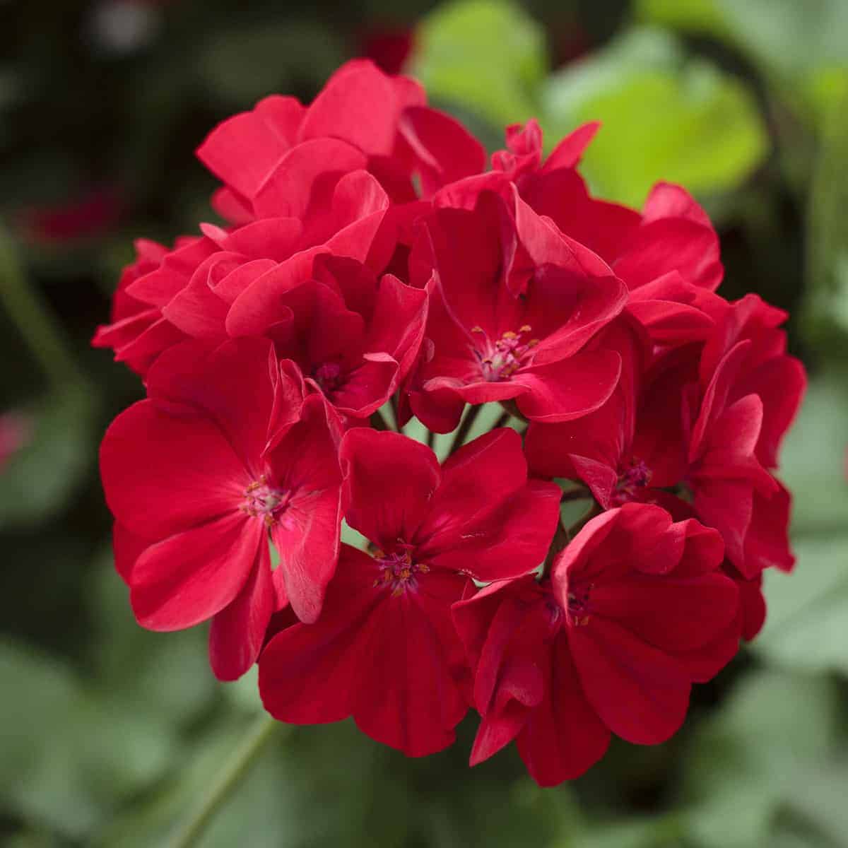 Geranie Blumensamen zur Aussaat – Halbschatten verträglich – Traditionssorte & ohne Gentechnik Samen Hausgarten Sa