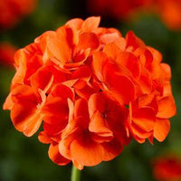 Geraniums Orange Blumensamen zur Aussaat – farbenfroh Schau – Traditionssorte & ohne Gentechnik Samen Hausgarten