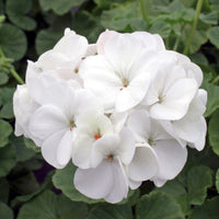 Weiß pelargonium blume samen for anpflanzung - cottage garten essential, heirloom & gmo free samen for home garten
 
 sale for anpflanzung in home garten