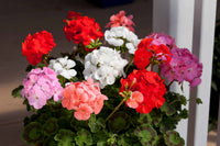 Geranie Mischung Apple Blossom Samen zur Aussaat leuchtend einjährig blühend Pflanzen