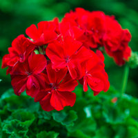 Maverick Scarlet Blumensamen zur Aussaat robust Sorte Traditionssorte & ohne Gentechnik Samen Hausgarten
