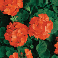 Geranium light orange blume samen for anpflanzung - cut blume favorite, heirloom & gmo free samen for home garten
 
 sale samen for anpflanzung in home garten