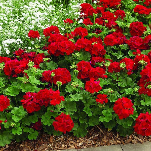 Geraniums rot blume samen for anpflanzung - long bloom season, heirloom & gmo free samen for home garten
 
 sale samen for anpflanzung in home garten