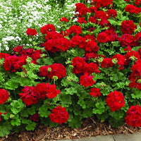 Geraniums rot blume samen for anpflanzung - long bloom season, heirloom & gmo free samen for home garten
 
 sale samen for anpflanzung in home garten