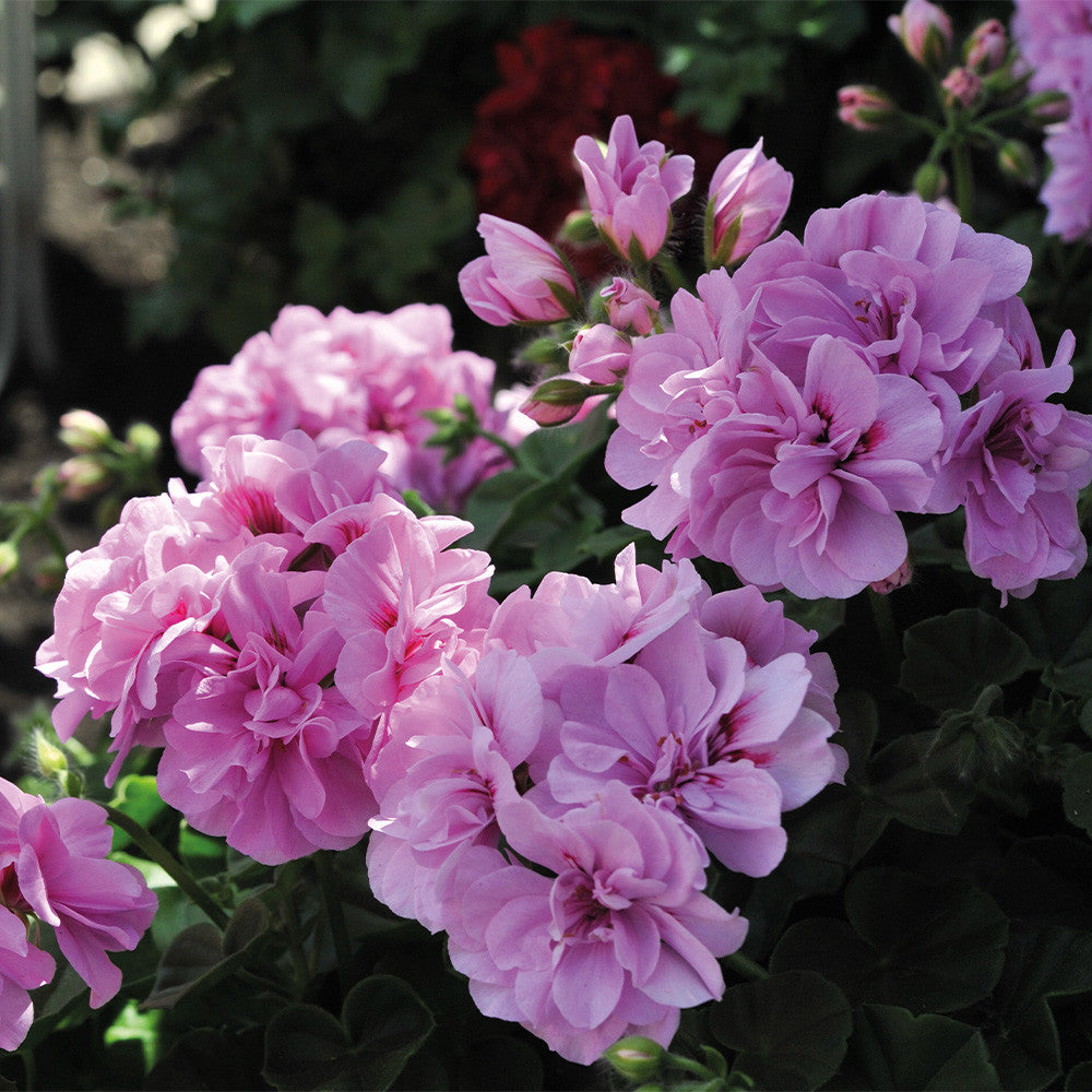 Lila Rosa Geranie Blumensamen zur Aussaat leuchtend Einjährige farbenfroh Gärten