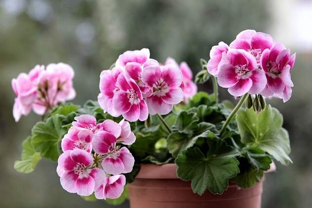 Pelargonium Blumensamen zur Aussaat lang Blüte Saison Traditionssorte & ohne Gentechnik Samen Hausgarten