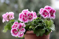 Pelargonium Blumensamen zur Aussaat lang Blüte Saison Traditionssorte & ohne Gentechnik Samen Hausgarten