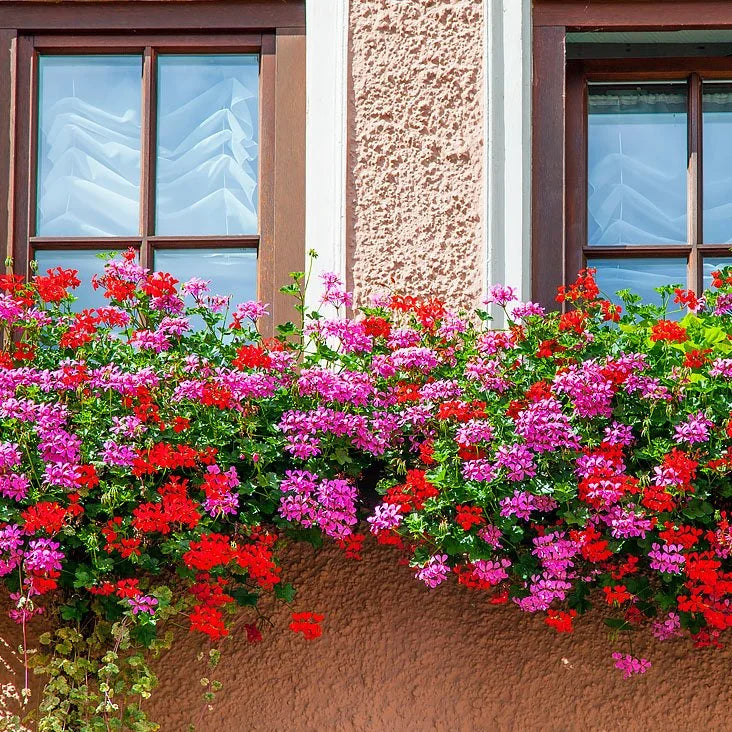 Gemischt Geranie Blumensamen einfache Aussaat