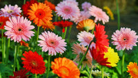 Gerbera blume samen anpflanzung pack
