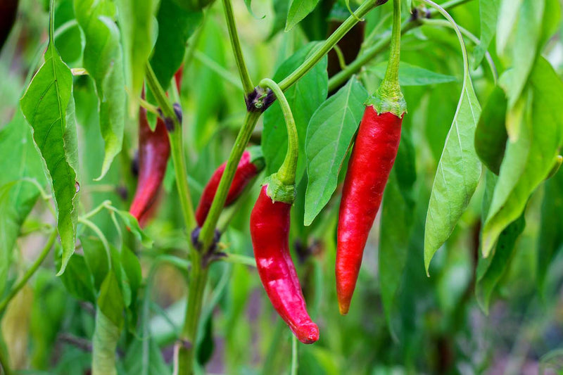 Semi di peperoncino di Cayenna: guida alla semina per una crescita rigogliosa