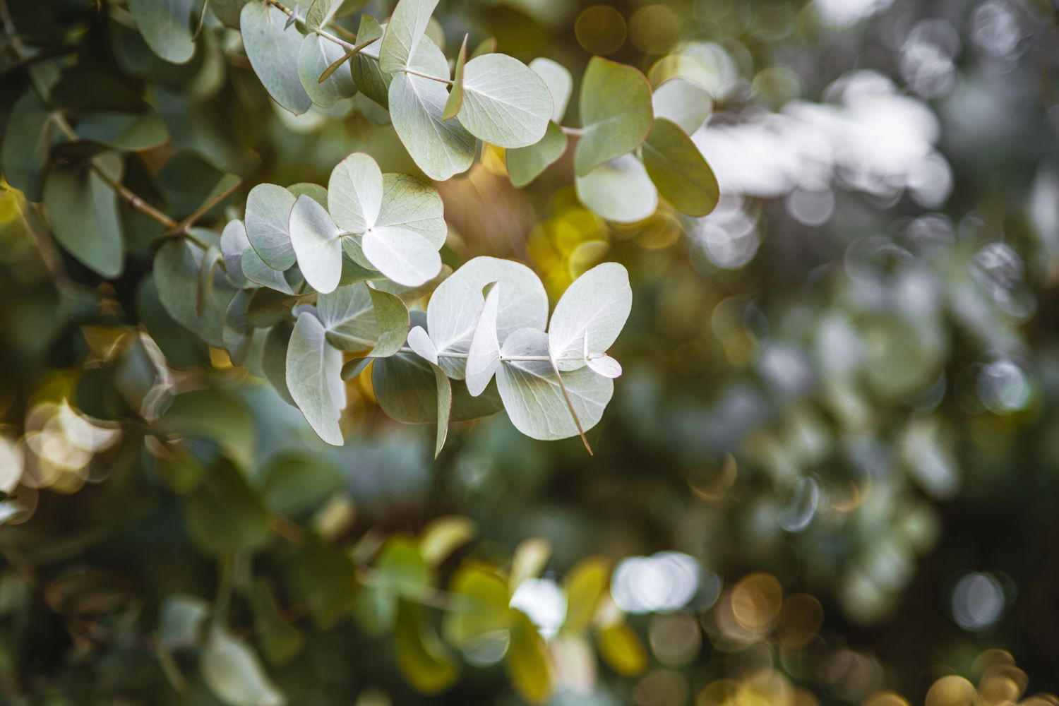 Eucalyptus Cinerea – Silver Dollar Blumensamen zur Aussaat – Drought verträglich – Traditionssorte & ohne Gentechnik Samen Hausgarten