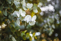 Eucalyptus Cinerea – Silver Dollar Blumensamen zur Aussaat – Drought verträglich – Traditionssorte & ohne Gentechnik Samen Hausgarten