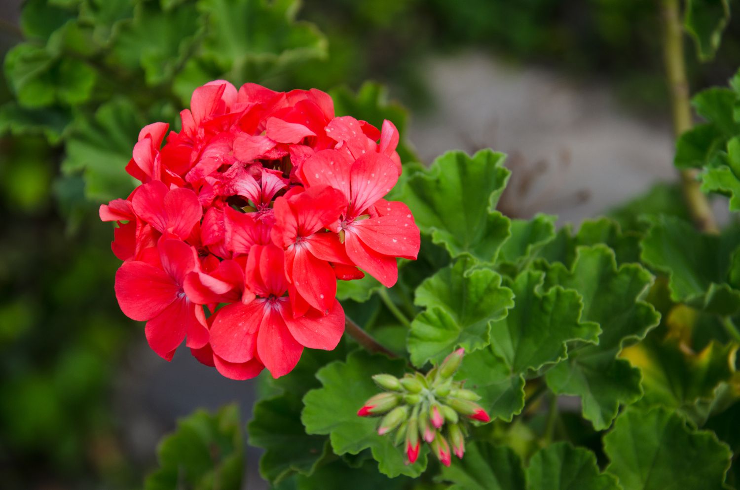 dunkel Rot Pelargonium Blumensamen zur Aussaat – Garten beliebt – Traditionssorte & ohne Gentechnik Samen Hausgarten
