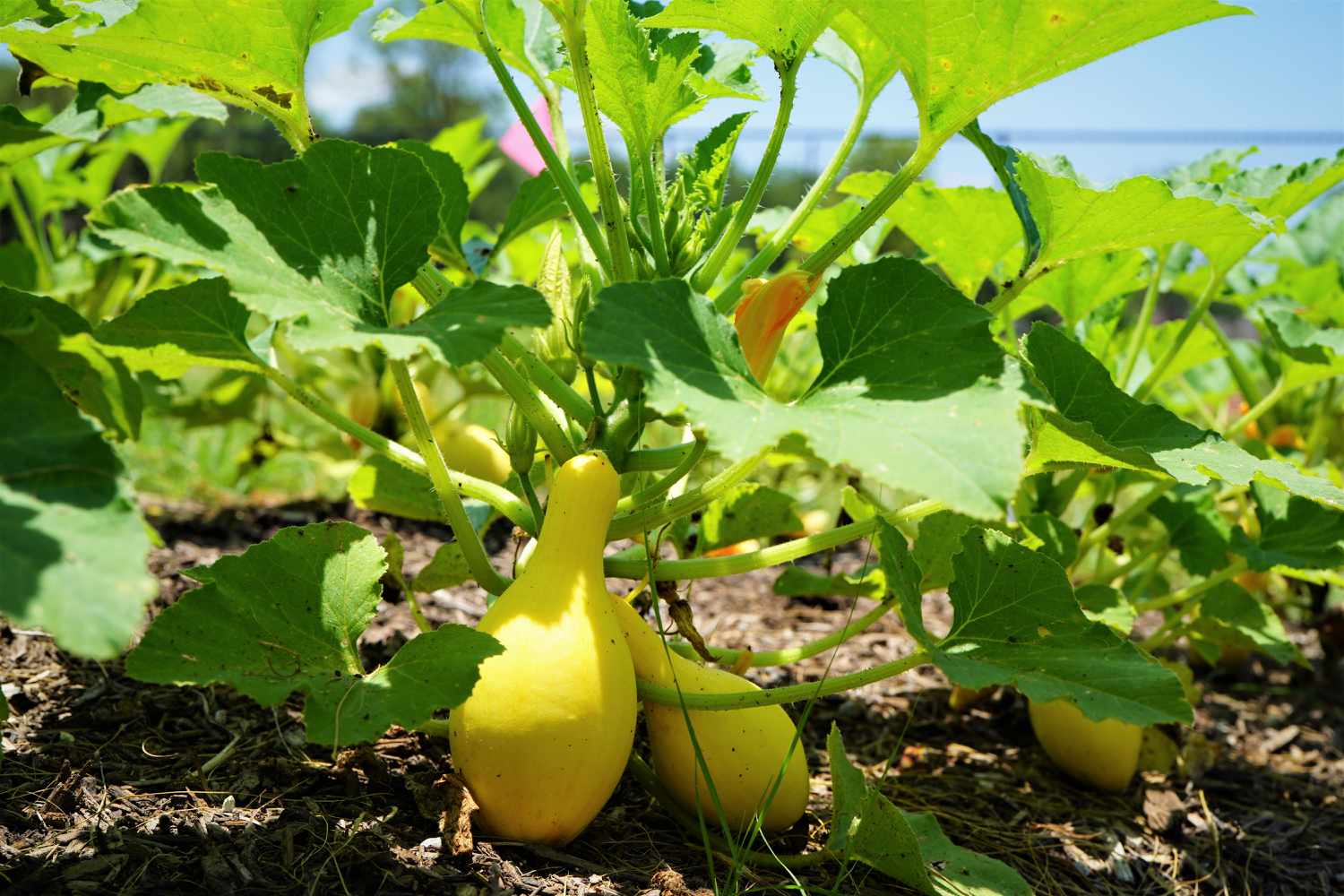 Summer Crookneck Gelb Squash Samen zum Pflanzen