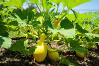 Summer Crookneck Gelb Squash Samen zum Pflanzen