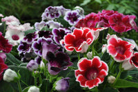 Rosa Gloxinie Brocade Blumensamen zur Aussaat – Drought verträglich – Traditionssorte & ohne Gentechnik Samen Hausgarten