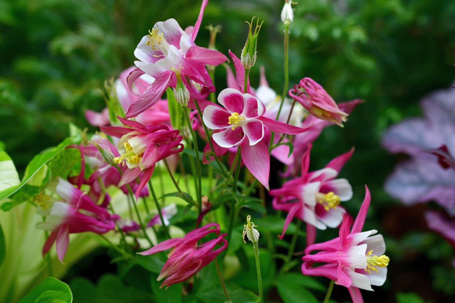 Akelei Columbine Blumensamen zur Aussaat leuchtend Traditionssorte & ohne Gentechnik Samen Hausgarten