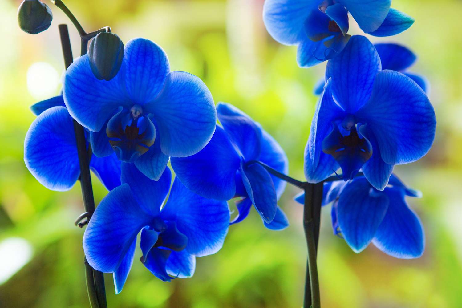 Blau Schmetterling Orchidee Blumensamen zur Aussaat – robust Sorte – Traditionssorte & ohne Gentechnik Samen Hausgarten