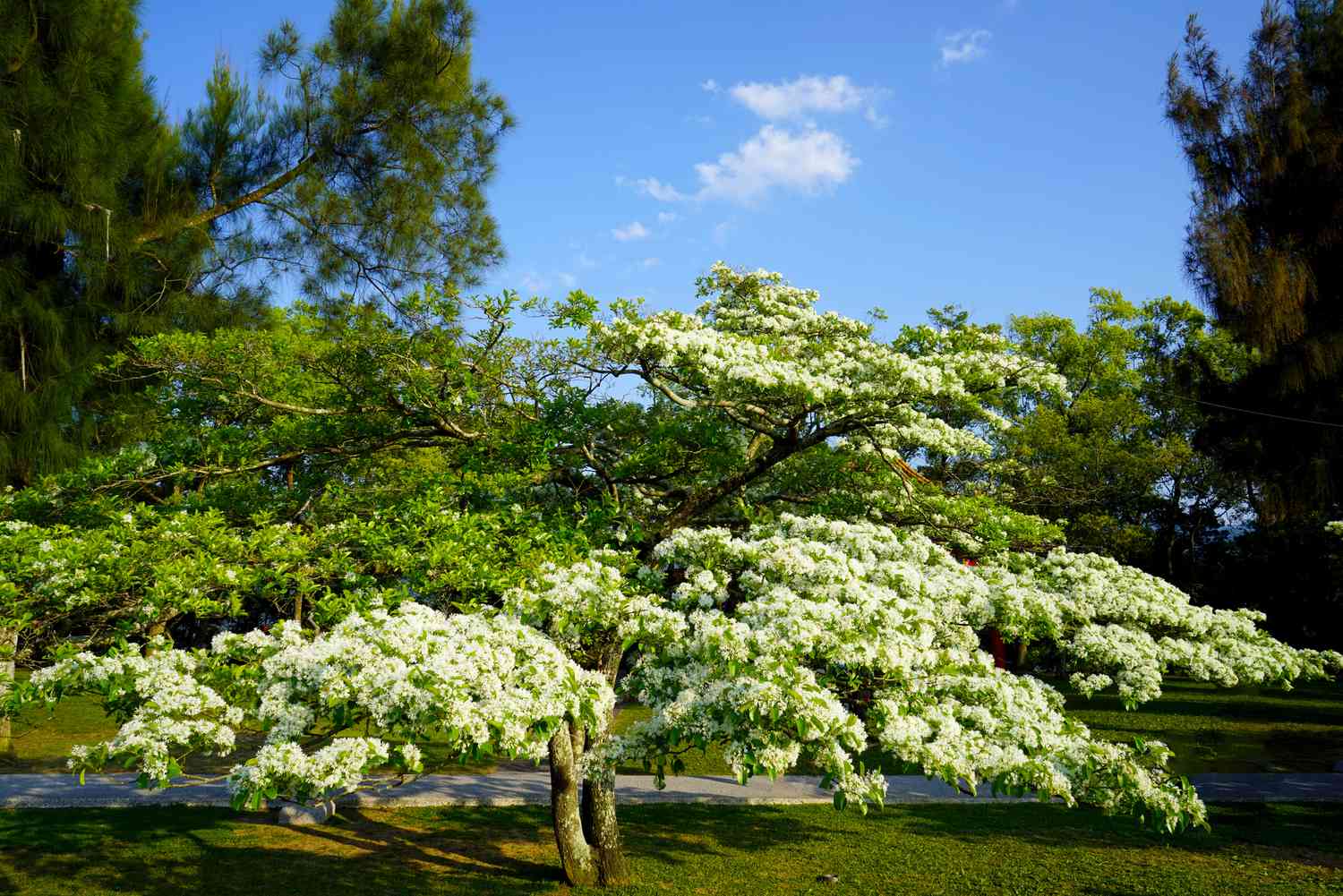 Fringe Blumensamen zur Aussaat lang Blüte Saison Traditionssorte & ohne Gentechnik Samen Hausgarten