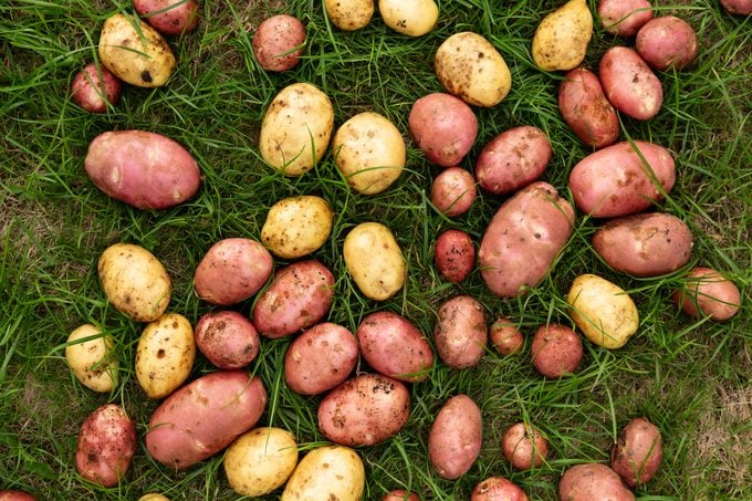 Mixed Potato Samen for Gemüse Planting.