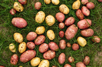 Mixed Potato Samen for Gemüse Planting.