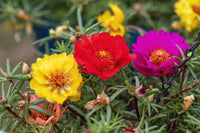 Portulacaria Blumensamen zur Aussaat – farbenfroh Schau – Traditionssorte & ohne Gentechnik Samen Hausgarten