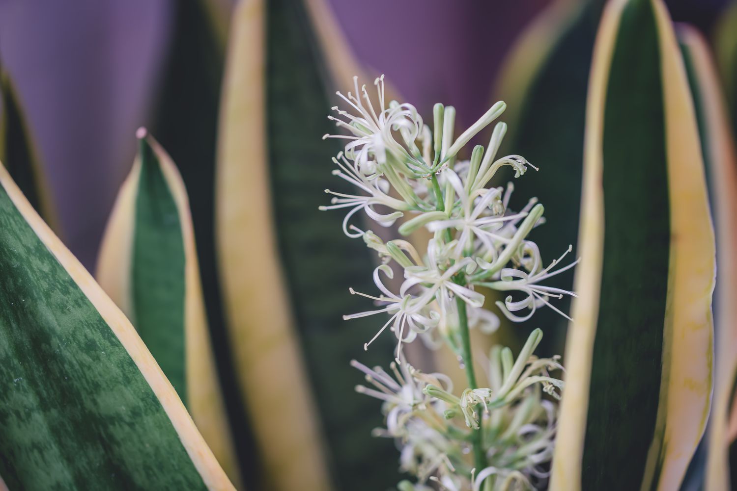 Sansevieria Blumensamen zur Aussaat hochwertige Qualitäts- Traditionssorte & ohne Gentechnik Samen Hausgarten