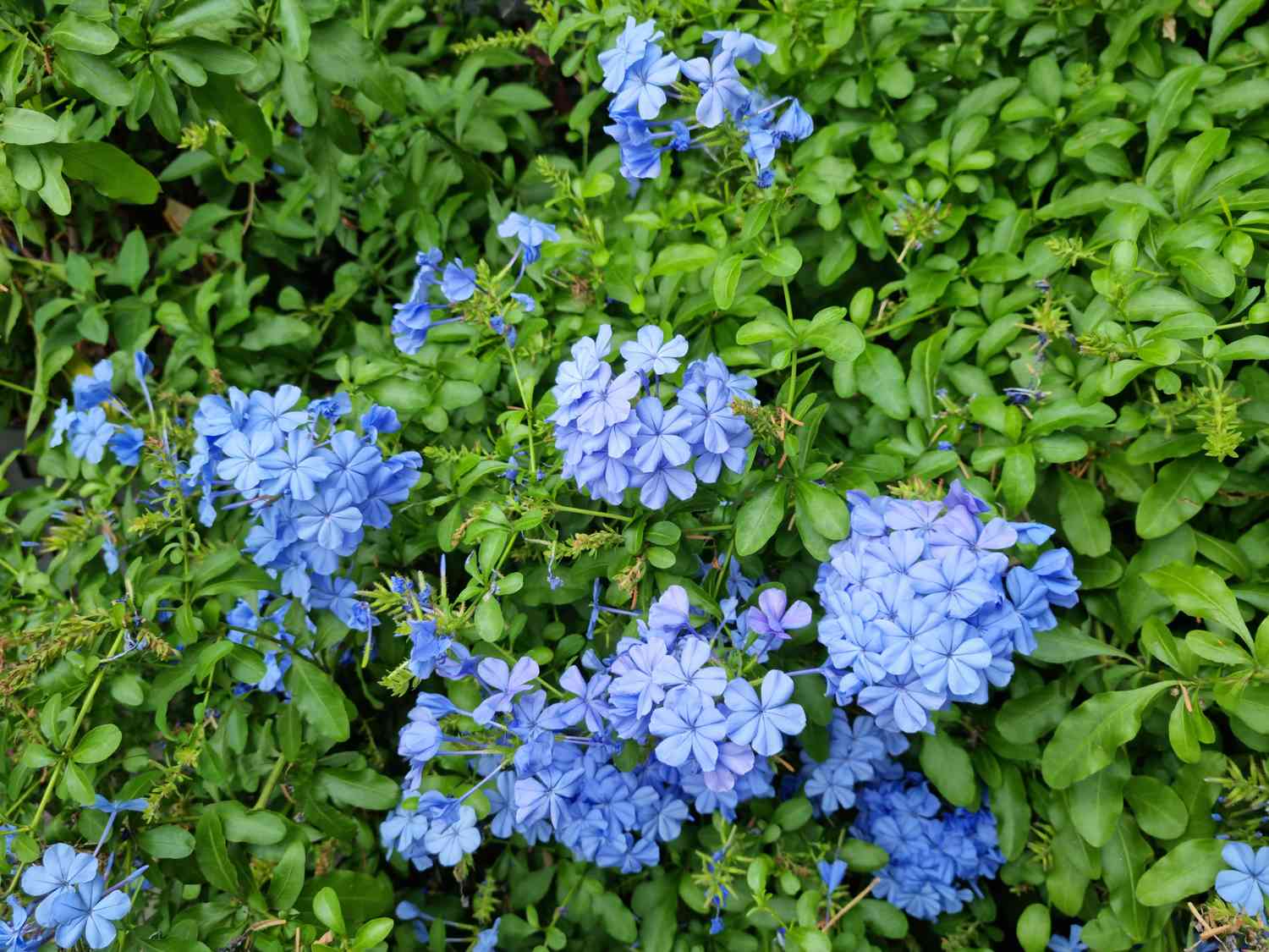 Plumbago Blumensamen zur Aussaat sonnenliebend Traditionssorte & ohne Gentechnik Samen Hausgarten