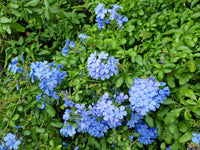 Plumbago Blumensamen zur Aussaat sonnenliebend Traditionssorte & ohne Gentechnik Samen Hausgarten