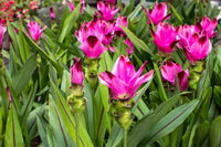 Curcuma Blumensamen zur Aussaat Landhaus Garten wichtig Traditionssorte & ohne Gentechnik Samen Hausgarten