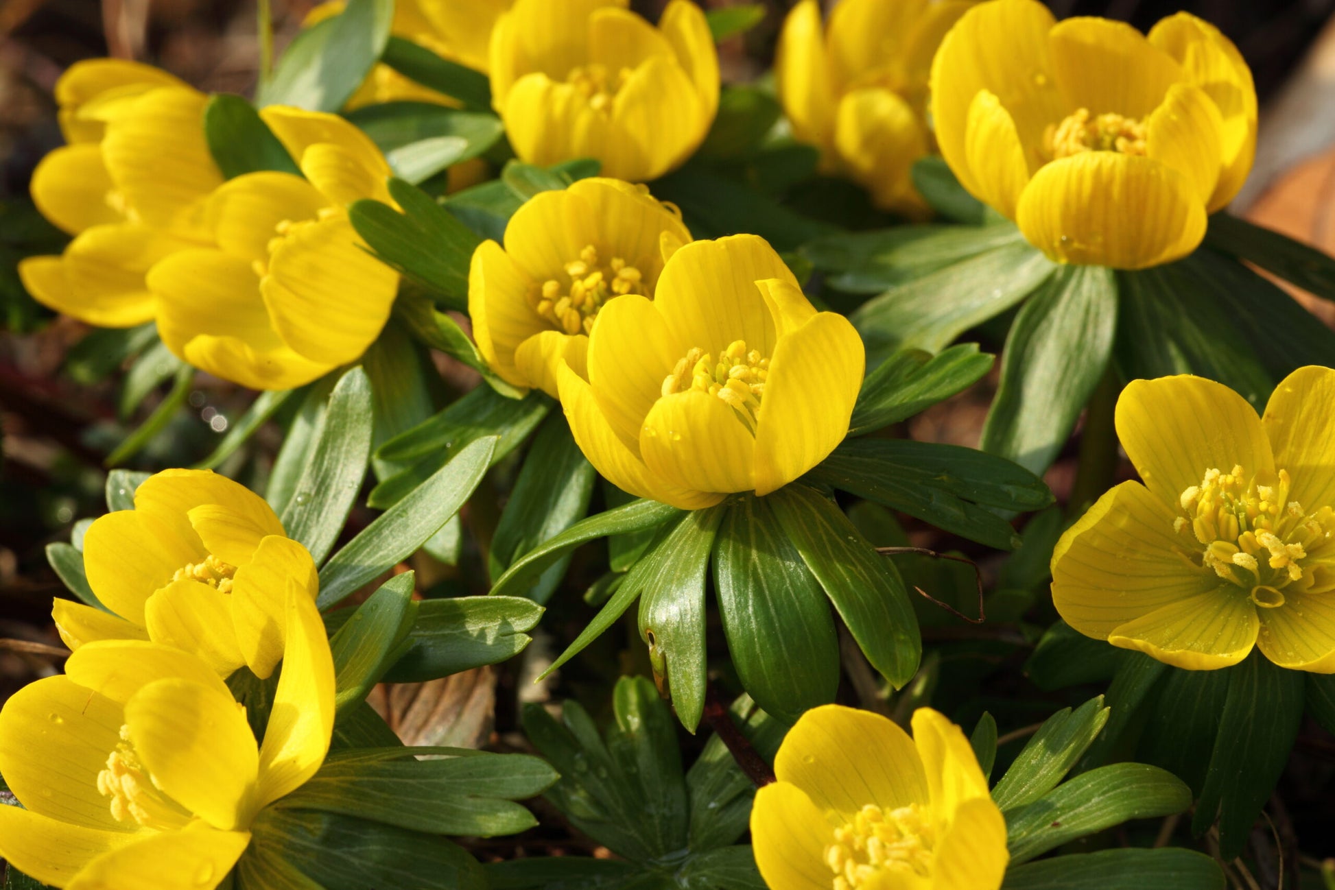 Gelb Aconite Blumensamen zur Aussaat Garten beliebt Traditionssorte & ohne Gentechnik Samen Hausgarten