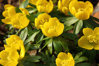 Gelb Aconite Blumensamen zur Aussaat Garten beliebt Traditionssorte & ohne Gentechnik Samen Hausgarten