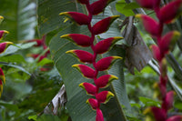 False Bird Paradise Blumensamen zur Aussaat farbenfroh Schau Traditionssorte & ohne Gentechnik Samen Hausgarten