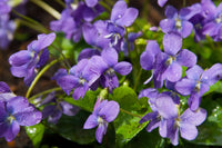 Mauve Blumensamen zur Aussaat ideal Rabatten Traditionssorte & ohne Gentechnik Samen Hausgarten