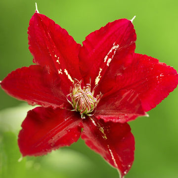 Rot mehrjährig Blumensamen zur Aussaat Bestäuber freundlich Traditionssorte & ohne Gentechnik Samen Hausgarten