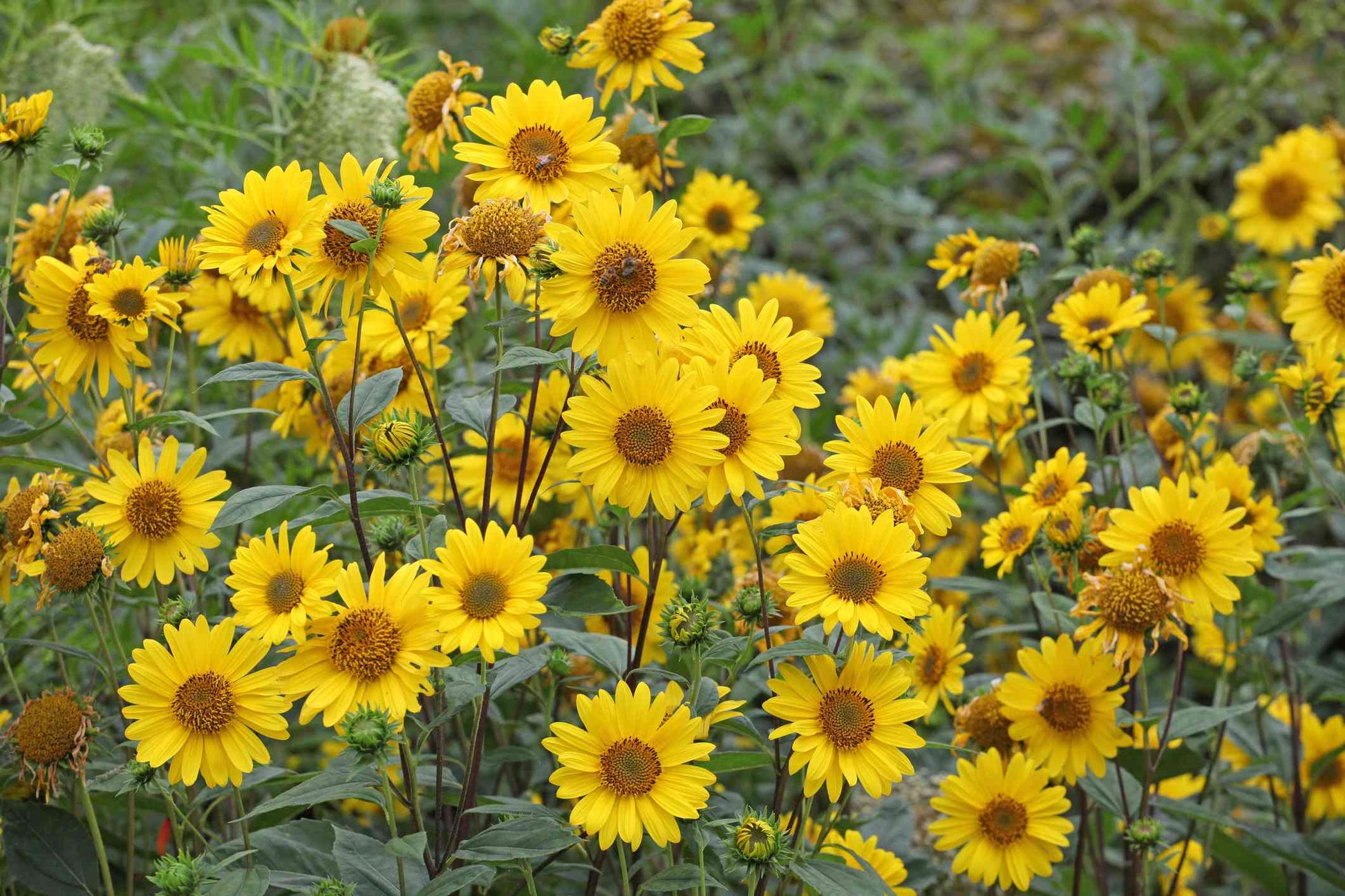 Sonnenblume Blumensamen zur Aussaat Halbschatten verträglich Traditionssorte & ohne Gentechnik Samen Hausgarten