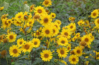 Sonnenblume Blumensamen zur Aussaat Halbschatten verträglich Traditionssorte & ohne Gentechnik Samen Hausgarten