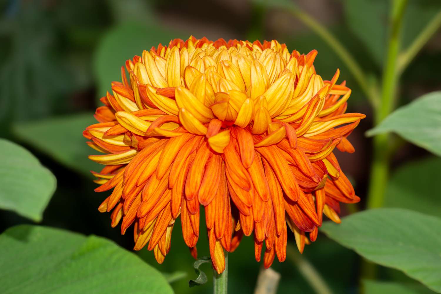Orange Gelb Chrysantheme Blumensamen zur Aussaat – pflegeleicht – Traditionssorte & ohne Gentechnik Samen Hausgarten