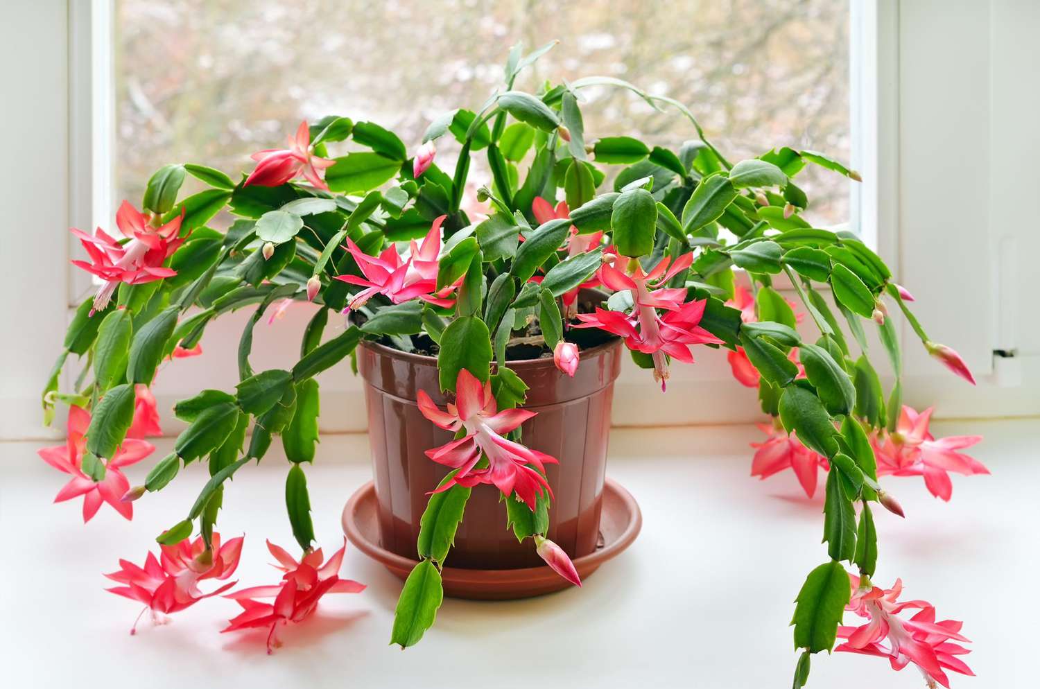 tief Rot Weihnachtskaktus Blumensamen zur Aussaat lang Blüte Saison Traditionssorte & ohne Gentechnik Samen Hausgarten