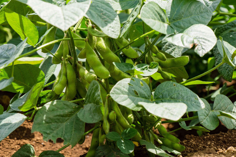 Semi di edamame - Facili da piantare negli orti domestici