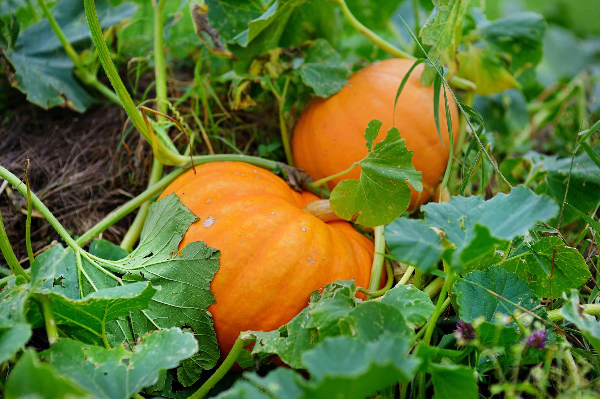 Pumpkin Samen zum Pflanzen Cucurbita Pepo Mooregold organic vegetable patch farm plot