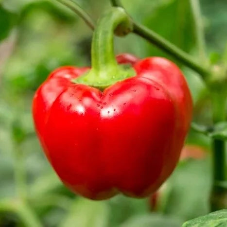 Graines de piment Aka Chapeau : essentiels pour la plantation au potager