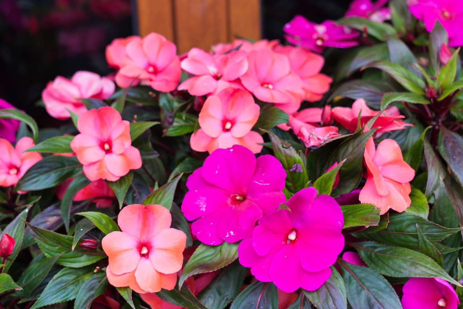 Gemischt Impatiens Balsamine Blumensamen zur Aussaat leuchtend Traditionssorte & ohne Gentechnik Samen Hausgarten