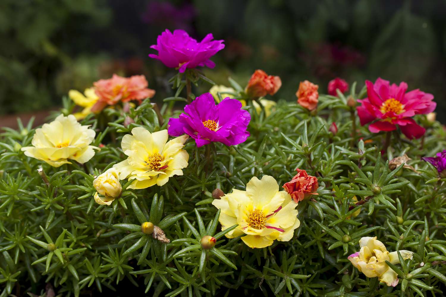 Portulaca Grandiflora Blumensamen zur Aussaat saisonal Dauerblüher Traditionssorte & ohne Gentechnik Samen Hausgarten