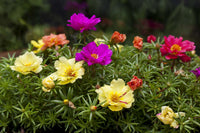Portulaca Grandiflora Blumensamen zur Aussaat saisonal Dauerblüher Traditionssorte & ohne Gentechnik Samen Hausgarten