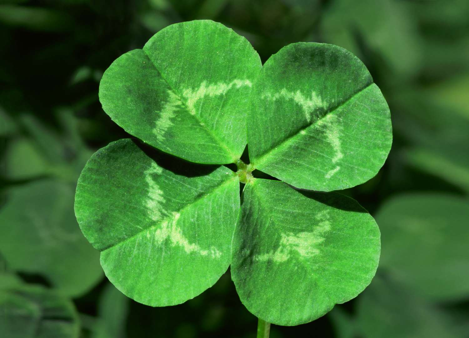 dunkel Grün Four Leaf Clover Samen farbenfroh Schau Traditionssorte & ohne Gentechnik Samen Hausgarten